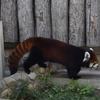 みなさん僕はアライグマじゃないです。レッサーパンダです