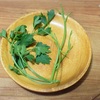 イタリアンパセリはパスタの夫婦〜和パセリとの違いも