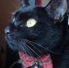 今日の黒猫モモさんの動画－２０１