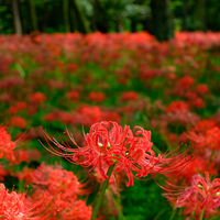 sansyo340の食べ物系
