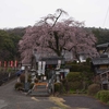 雨天の桜まつり、林陽寺（2024.3.24）