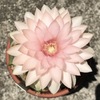 ギムノカリキウム・ペンタカンサの花が咲いた。淡いピンク色の大きな花。和名は聖王丸。