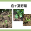 庭で夏野菜２