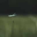 袋小路に花は咲く