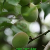 南高梅、たくさんの実をつけています、今年は楽しめそうです。