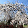 【天満宮のシダレザクラ】卯年一代様・梅まつりも開催しました