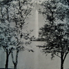 ワシントンの桜１００周年　当時の桜木