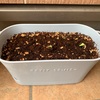 🌻ひまわり6日目｜芽が出た朝