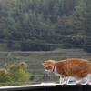 平均台を歩く猫。