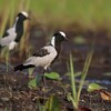 シロクロゲリ(Blacksmith Lapwing)など