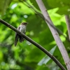 Krung Ching Waterfall Trail　の鳥