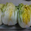 白菜消費大作戦　白菜の身上