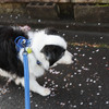 ボタン桜を見に