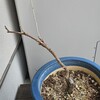第3章＜補足＞「保留にしていた枯れ枝と葉芽5芽程付けたツルの剪定」