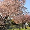 美野里霊園の八重桜・・