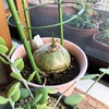 蒼角殿(クライミングオニオン・climbing onion plant)の鉢を交換しました。