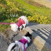 LuLuの好きな散歩コース