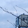 Photo Yodobashiはシャッキリポン