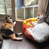 猫を飼うときの費用について