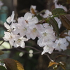 松月寺の大桜