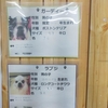 保護犬パーク長居店　2021.9.5