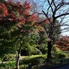 🍁上野公園　月の松付近の紅葉です😊