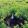 コアホウドリのヒナ脅かす外来植物…ミッドウェー環礁