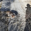 猫と庭仕事。