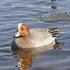 諏訪湖岸公園の渡り鳥