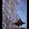 寺の枝垂れ桜