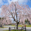 【Nikon Z 50・仙台・大町西公園駅】西公園のソメイヨシノと愛姫桜   April 2021 