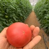 トマトスタート