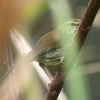 沖縄に鳥を見に行った日記（２０２４　１１１４－１７）その２。