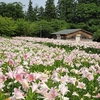 【いいでどんでん平ゆり園】 見頃は６月下旬！50万本のゆりが楽しめる東日本最大級のゆり園