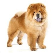 犬を詠う 11 12 天野 翔のうた日記