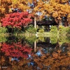 秋色に染まる水元公園