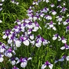 花菖蒲「卯辰山花菖蒲園」