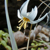 010  White Trout Lily