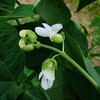 たぶん・・インゲン豆の花