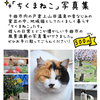 こんな猫写真集見たことない！これが本物の地域猫写真集だ！