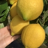 ブログ再開。 I am a lemon farmer. 🍋