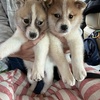 しらたまと四国めぐり#9(保護犬の搬送ボラ)