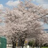 愛知少年院の桜