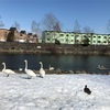 またまた白鳥ウォッチング★道の駅