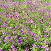 やまぐちフラワーランドの花木風景（13）：山口県柳井市