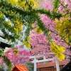 早春の蔵前神社 | ミモザと河津桜と寒緋桜が見頃！