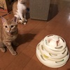 猫用品が充実していて嬉しい限り！