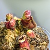 セファロタス成長記録=2026/3月22日 #食虫植物 #セファロタス #icos #著作権無料 #BGM