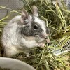 しろごまあん248日目