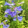 ペンステモン・ヘテロフィルス（Penstemon heterophyllus）の花